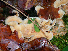 Serpulaceae