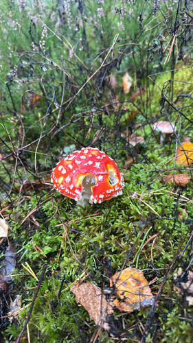 Fly Agaric