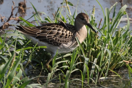 iNaturalist image