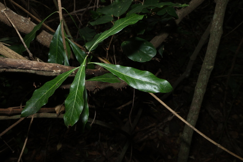 Planchonella pohlmaniana, photograph 5