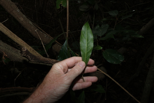Planchonella pohlmaniana, photograph 4