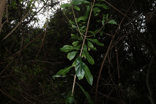 Planchonella pohlmaniana, photograph 6