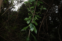 Planchonella pohlmaniana, photograph (c) Greg Tasney, some rights reserved (CC BY-SA)