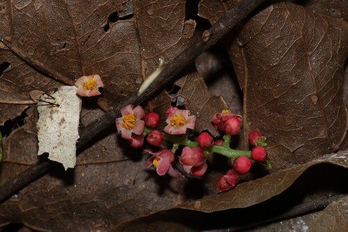 Rhodosphaera rhodanthema, photograph 4