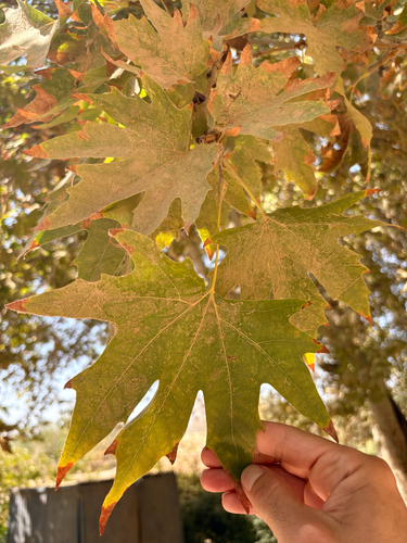 Oriental Plane