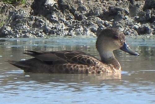 iNaturalist image