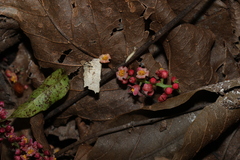 (c) Greg Tasney, some rights reserved (CC BY-SA) Rhodosphaera rhodanthema, photograph (c) Greg Tasney, some rights reserved (CC BY-SA)