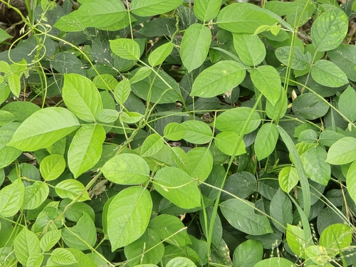Centrosema pubescens observed 2026-09-09