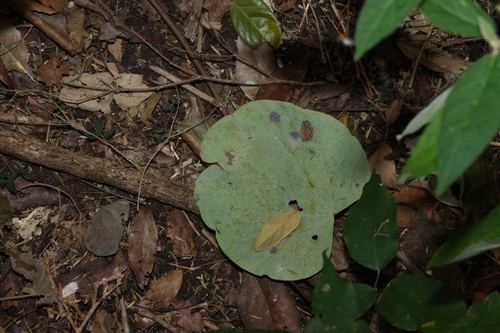 Legnephora moorei, photograph 5