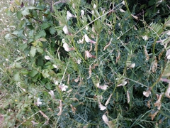 Vicia lutea