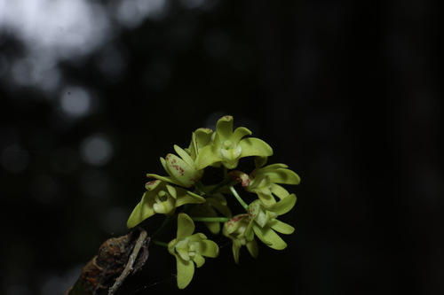 Dendrobium gracilicaule, photograph 6