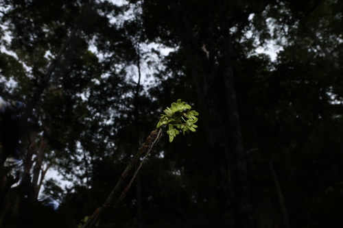 Dendrobium gracilicaule, photograph 5