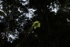 Dendrobium gracilicaule, photograph (c) Greg Tasney, some rights reserved (CC BY-SA)