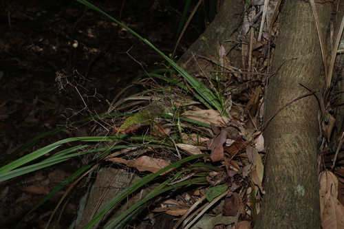 Dianella brevipedunculata