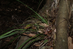 Dianella brevipedunculata