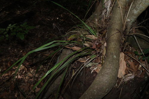 Dianella brevipedunculata, photograph 1