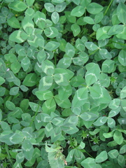 Trifolium vesiculosum