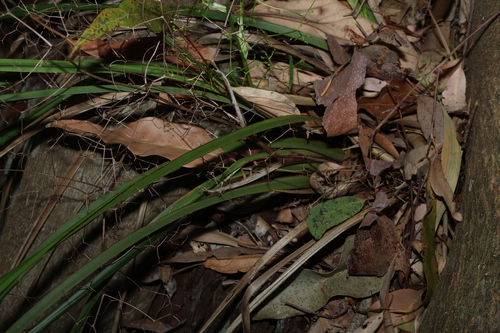 Dianella brevipedunculata, photograph 2