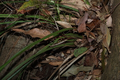 Dianella brevipedunculata, photograph (c) Greg Tasney, some rights reserved (CC BY-SA)
