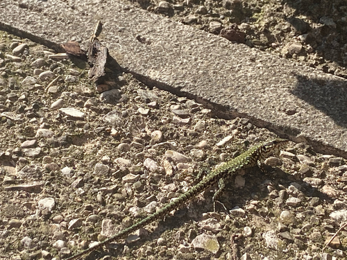 Common Wall Lizard