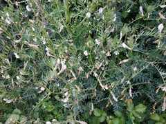 Vicia lutea