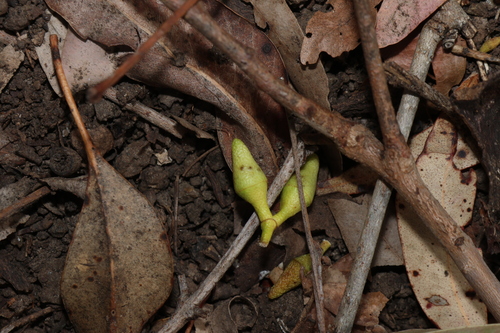 Eucalyptus tereticornis, photograph 5