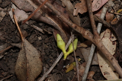 Eucalyptus tereticornis, photograph (c) Greg Tasney, some rights reserved (CC BY-SA)