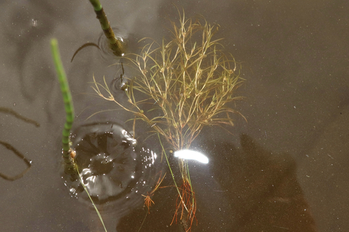 Potamogeton spirillus