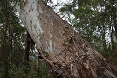 Eucalyptus tereticornis, photograph (c) Greg Tasney, some rights reserved (CC BY-SA)