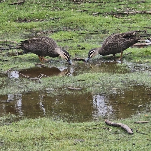 iNaturalist image