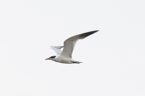iNaturalist image