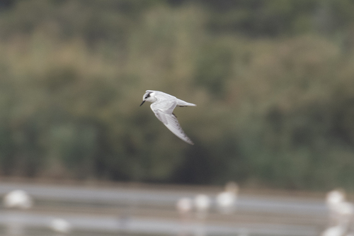 iNaturalist image