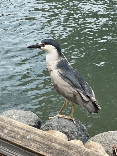 iNaturalist image