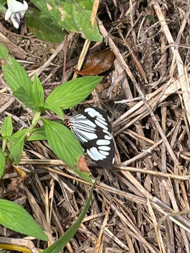 Marbled White Moth