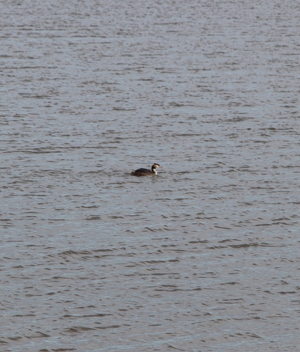 iNaturalist image