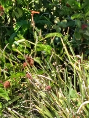 Libellula croceipennis