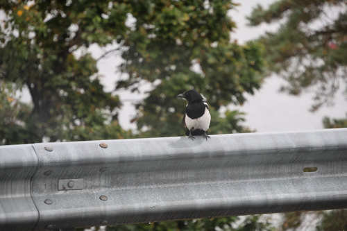 Eurasian Magpie