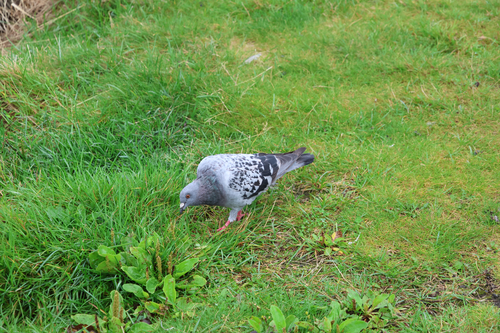 Feral Pigeon