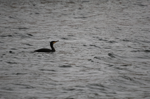 Great Cormorant
