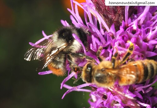 Bombus impetuosus