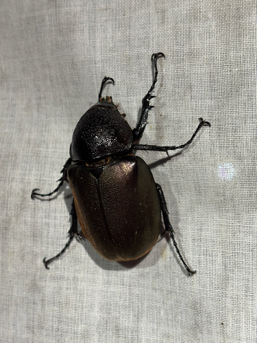 Moellenkampi Beetle