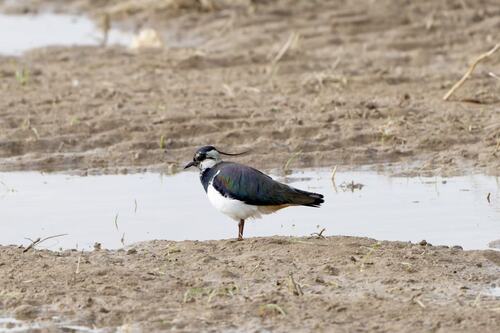 Northern Lapwing