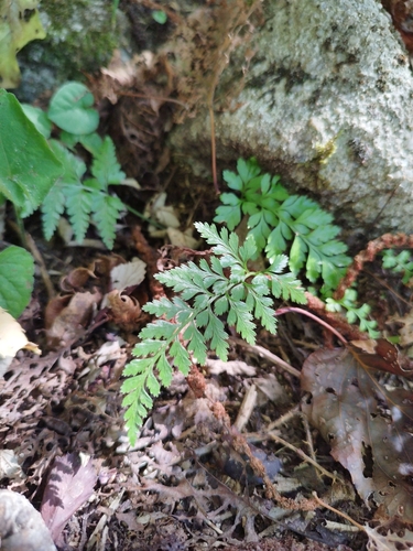 western black spleenwort