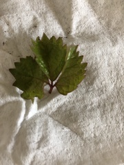 Parthenocissus quinquefolia