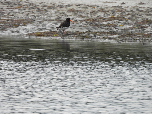 iNaturalist image