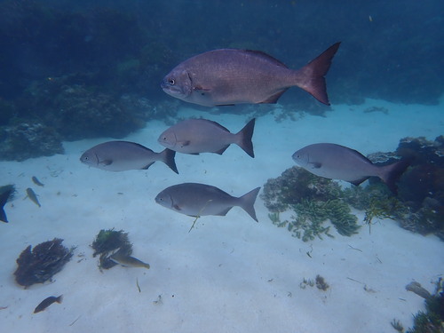 Kyphosus bigibbus observed 2026-09-10