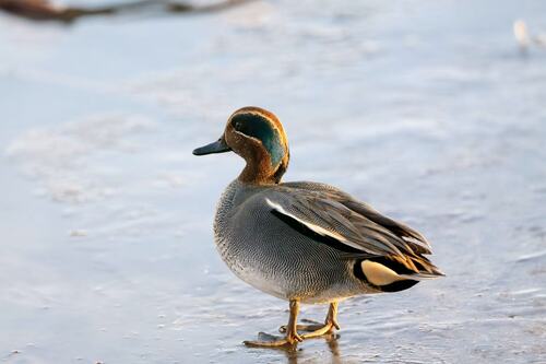 iNaturalist image