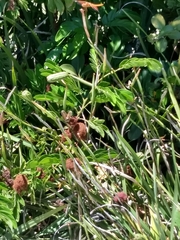 Libellula croceipennis