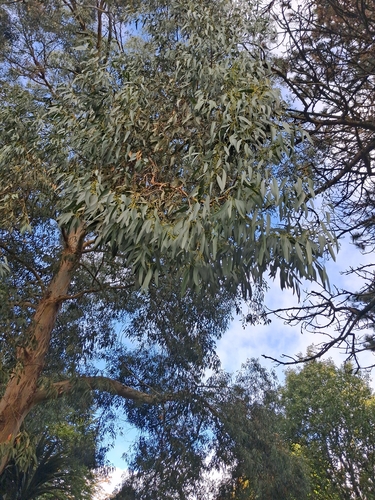 Eucalyptus gunnii observed 2026-09-10