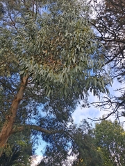 Eucalyptus gunnii